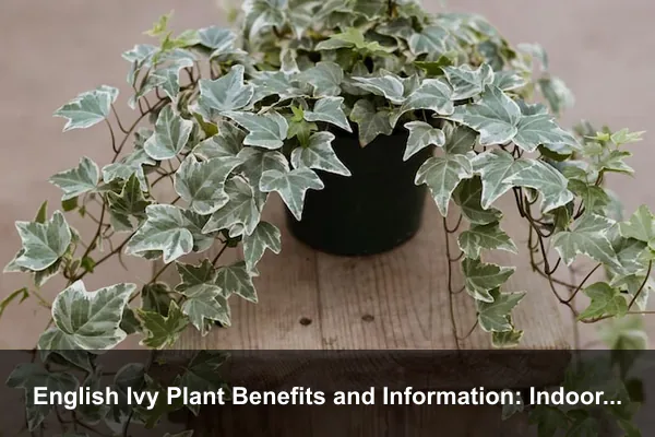 English Ivy Plant Benefits and Information: Indoor Vine Care, Uses, and Safety