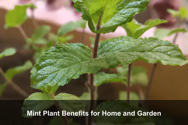 Mint Plant Benefits for Home and Garden