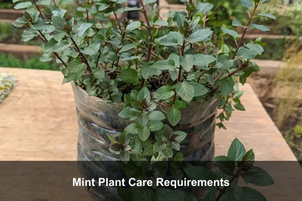 Mint Plant Care Requirements