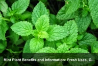 Mint Plant Benefits and Information: Fresh Uses, Growing Tips, and Safe Herbal Guide