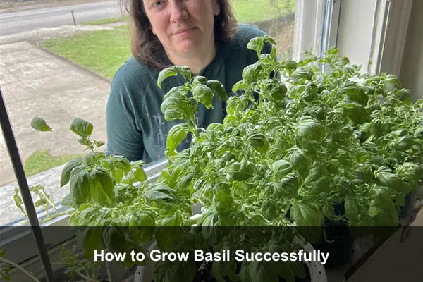 How to Grow Basil Successfully