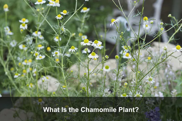 What Is the Chamomile Plant?