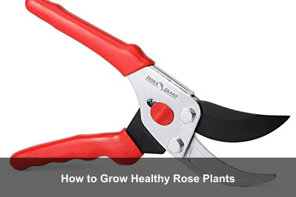 How to Grow Healthy Rose Plants