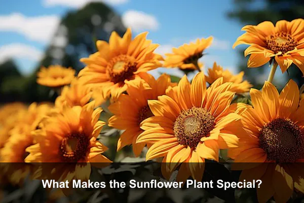 What Makes the Sunflower Plant Special?