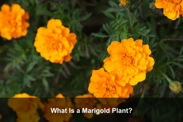 What Is a Marigold Plant?