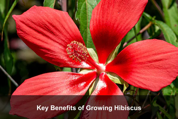 Key Benefits of Growing Hibiscus