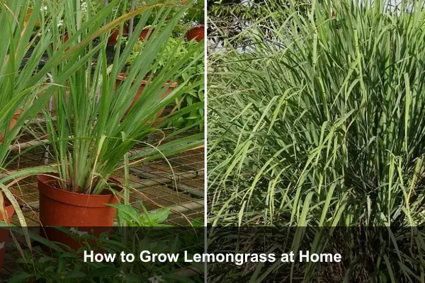 How to Grow Lemongrass at Home