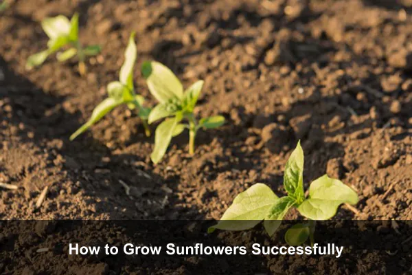 How to Grow Sunflowers Successfully