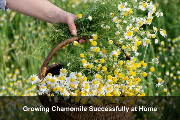 Growing Chamomile Successfully at Home