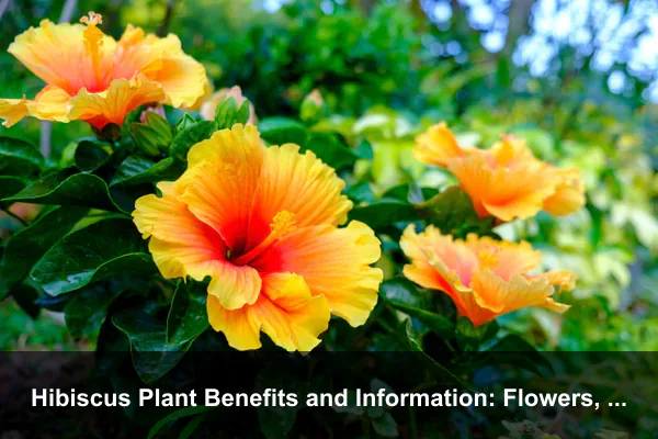 Hibiscus Plant Benefits and Information: Flowers, Tea, Pollinators, Care, and Safety
