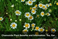 Chamomile Plant Benefits and Information: Tea, Garden Uses, Care, and Safety