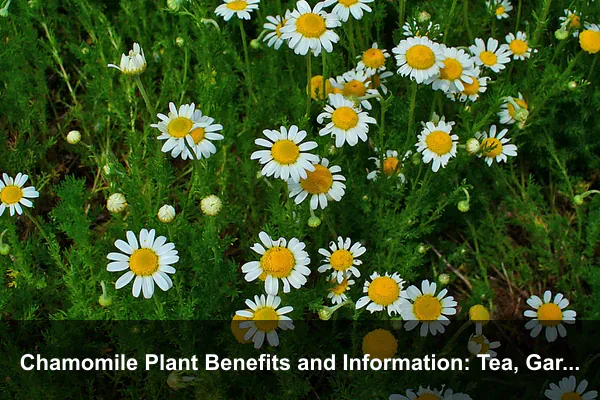Chamomile Plant Benefits and Information: Tea, Garden Uses, Care, and Safety