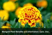 Marigold Plant Benefits and Information: Care, Uses, Companion Planting, and Safety