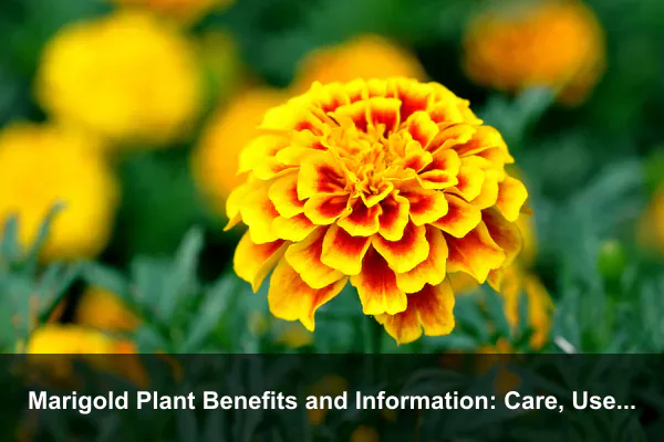 Marigold Plant Benefits and Information: Care, Uses, Companion Planting, and Safety