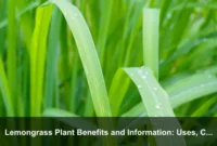 Lemongrass Plant Benefits and Information: Uses, Care, Safety, and Harvesting Guide