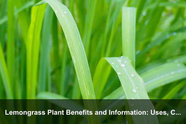 Lemongrass Plant Benefits and Information: Uses, Care, Safety, and Harvesting Guide