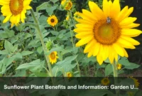 Sunflower Plant Benefits and Information: Garden Uses, Seeds, Care, and Pollinator Value