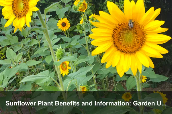 Sunflower Plant Benefits and Information: Garden Uses, Seeds, Care, and Pollinator Value