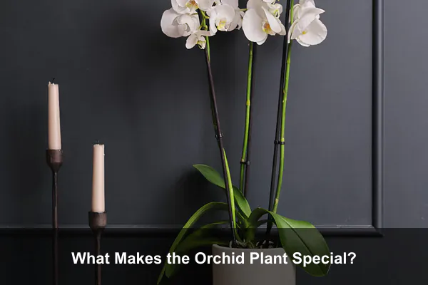 What Makes the Orchid Plant Special?