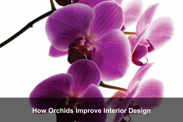 How Orchids Improve Interior Design