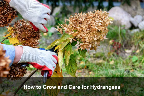 How to Grow and Care for Hydrangeas