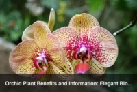 Orchid Plant Benefits and Information: Elegant Blooms, Indoor Value, and Practical Care Guide