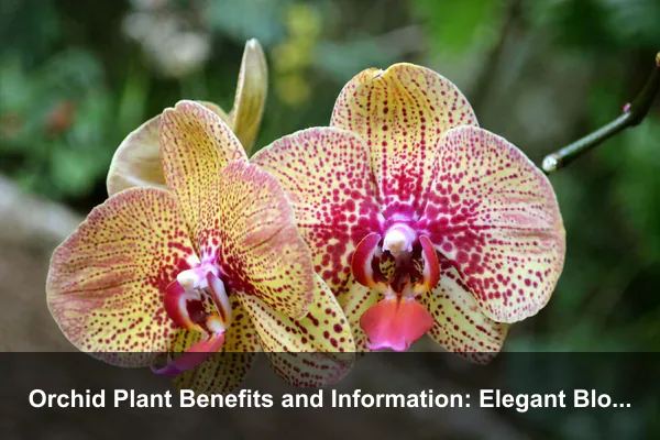 Orchid Plant Benefits and Information: Elegant Blooms, Indoor Value, and Practical Care Guide
