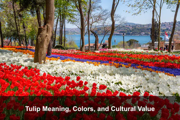 Tulip Meaning, Colors, and Cultural Value