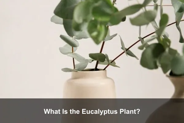 What Is the Eucalyptus Plant?