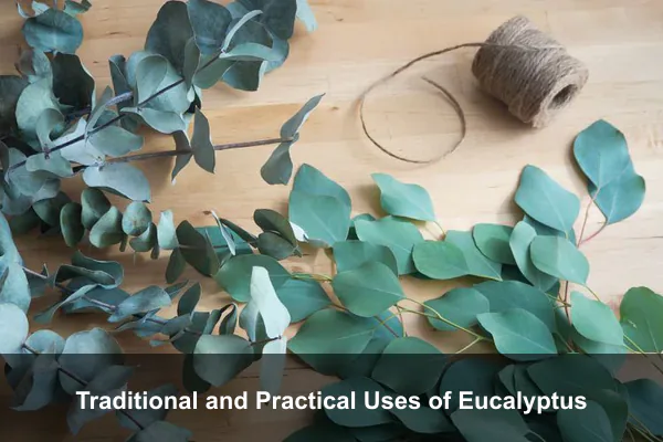 Traditional and Practical Uses of Eucalyptus