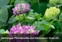 Hydrangea Plant Benefits and Information: Color-Changing Blooms, Landscape Uses, and Care Guide