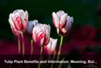 Tulip Plant Benefits and Information: Meaning, Bulb Care, and Seasonal Garden Value Tulip Plant Benefits and Information: Meaning, Bulb Care, and Seasonal Garden Value