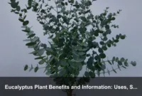 Eucalyptus Plant Benefits and Information: Uses, Safety, Varieties, and Growing Guide