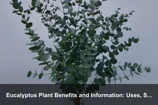 Eucalyptus Plant Benefits and Information: Uses, Safety, Varieties, and Growing Guide